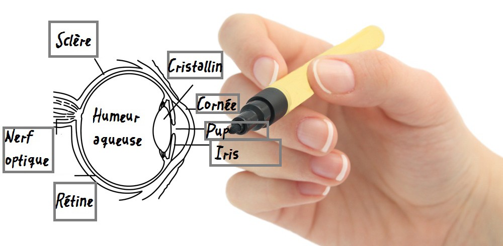 oeil anatomie